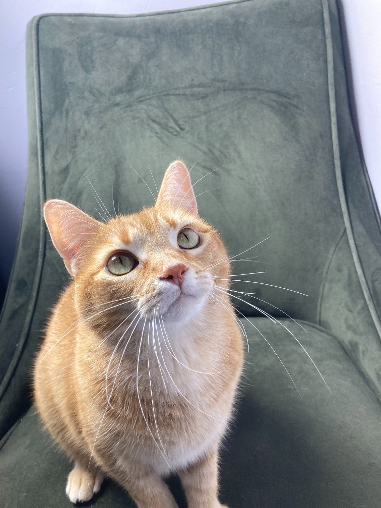 Charlotte - Pending Adoption, photo 2