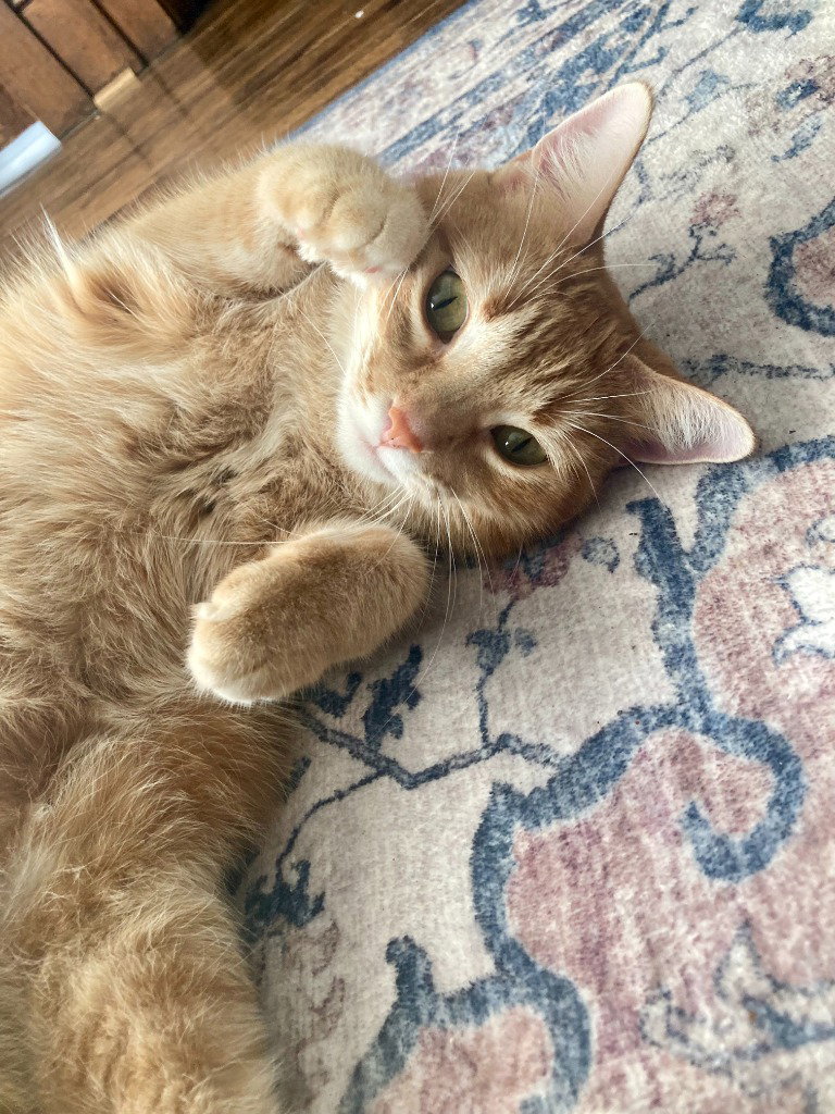 Charlotte - Pending Adoption, photo 3