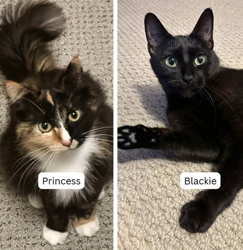 Blackie / Princess, a cat for adoption from Pet Haven Inc. of MN