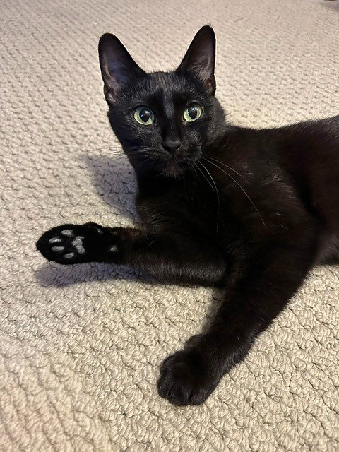 Photo 3 of Blackie / Princess