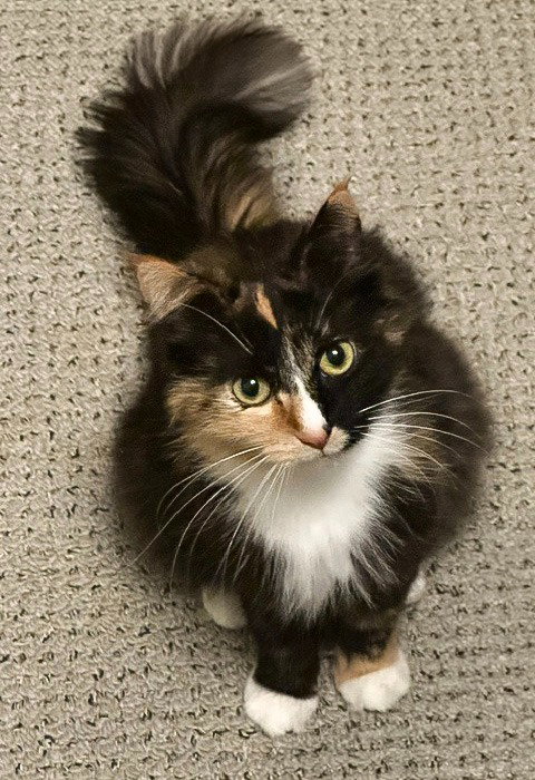 Photo 4 of Blackie / Princess