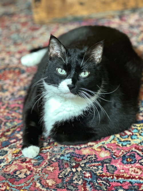 Moto Moto, a cat for adoption from Pet Haven Inc. of MN