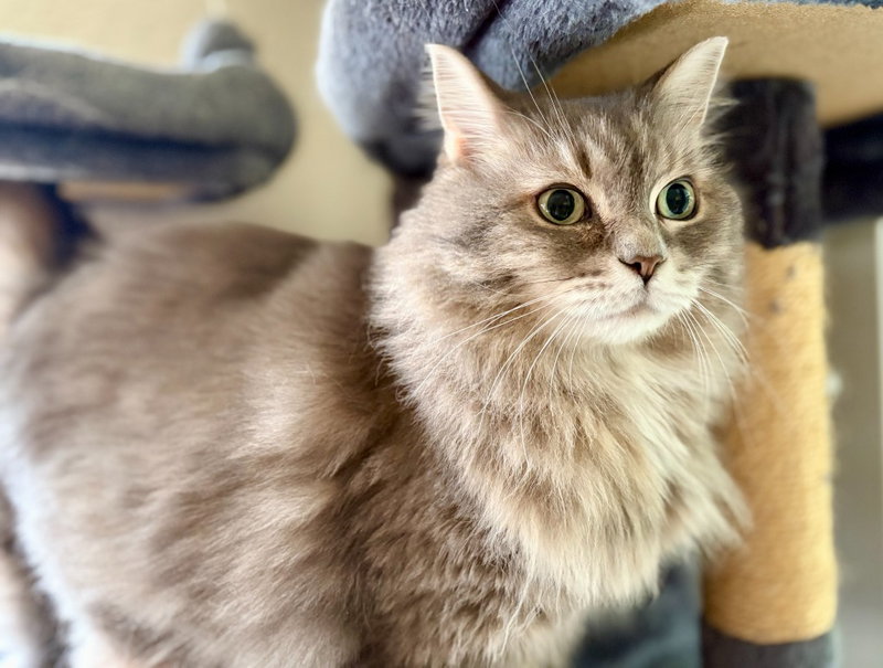 Cookie Monster, photo 3