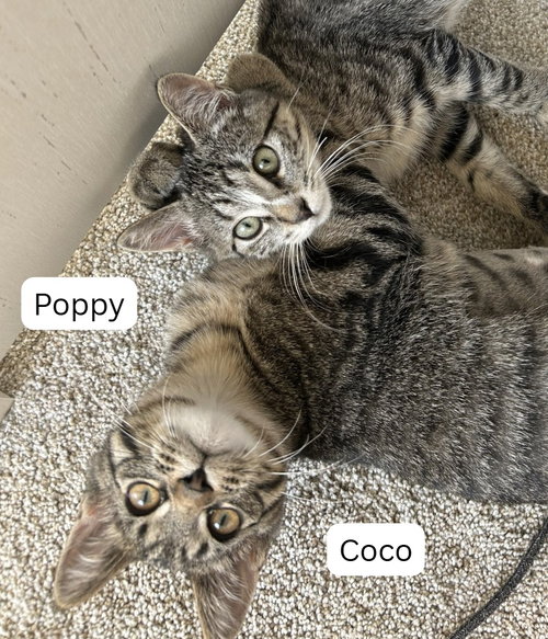 Poppy / Coco, a cat for adoption from Pet Haven Inc. of MN
