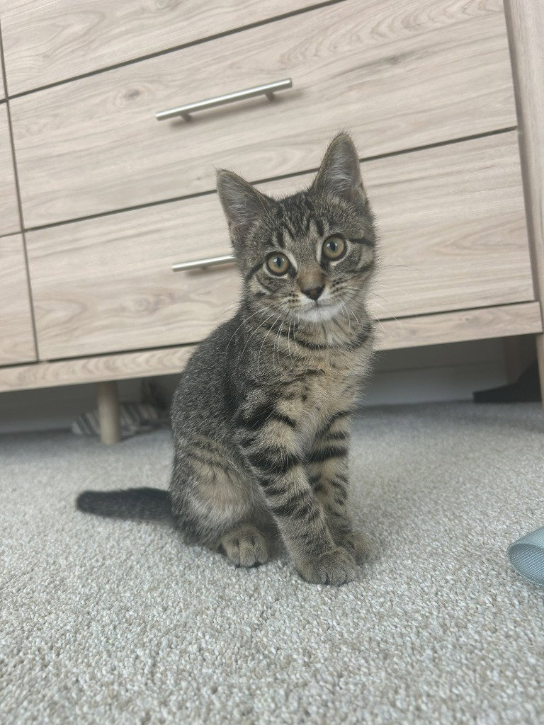 Poppy / Coco, photo 2