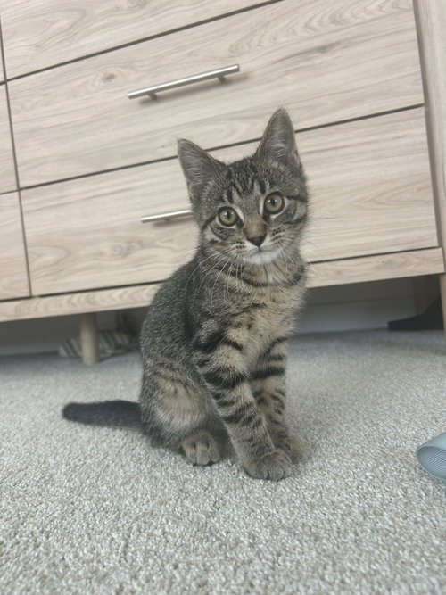 Photo 2 of Poppy / Coco