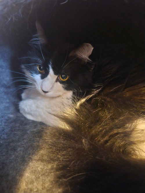 Titan, a cat for adoption from Pet Haven Inc. of MN