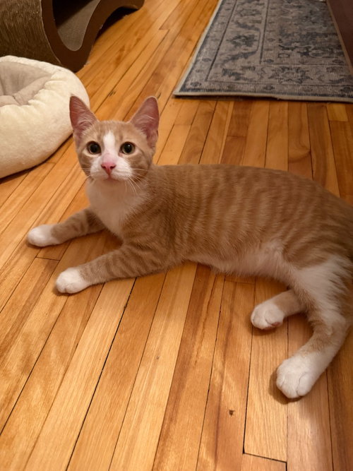Photo 3 of Agent Cedric (FeLV+)