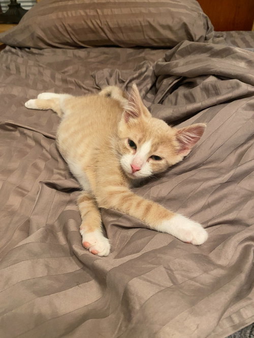 Photo 4 of Agent Cedric (FeLV+)