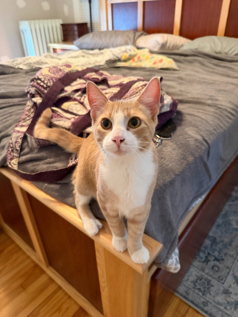 Agent Cedric (FeLV+)