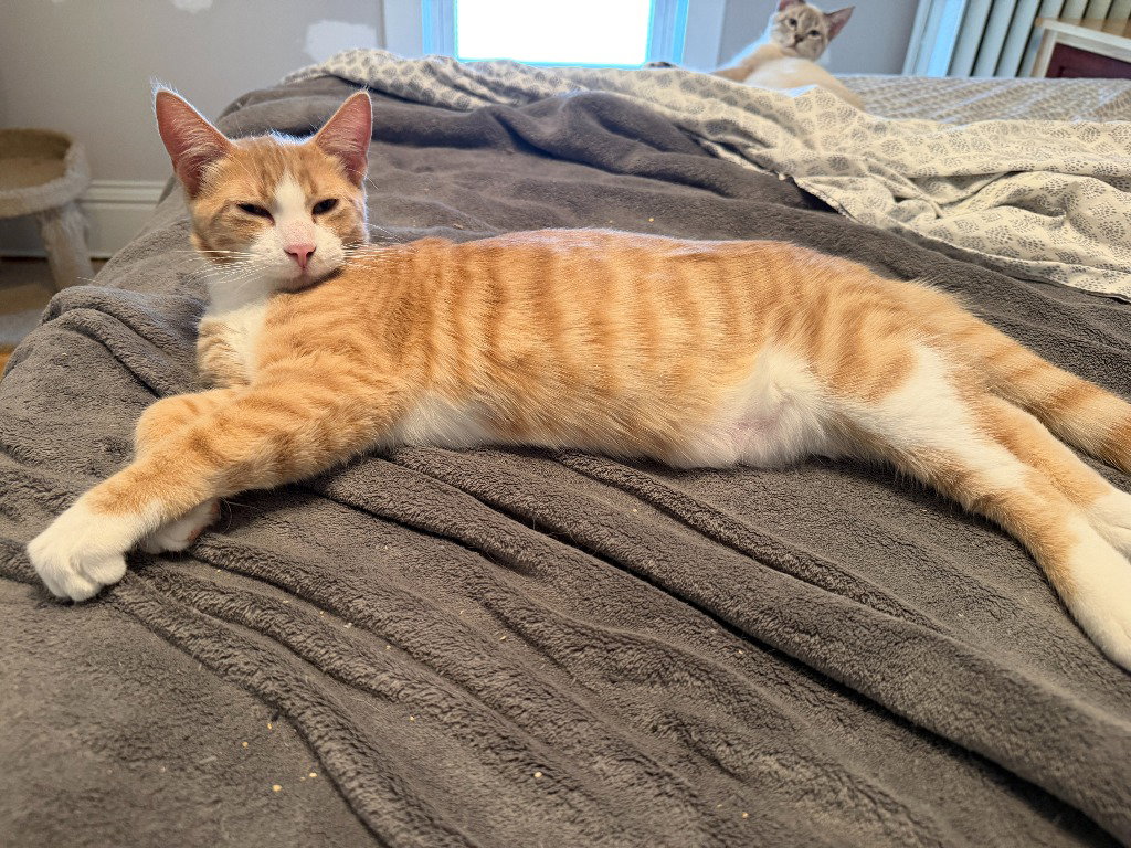 Agent Cedric (FeLV+), photo 2