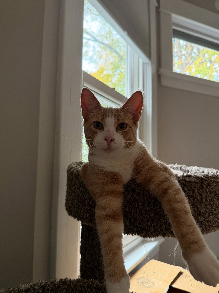 Agent Cedric (FeLV+), photo 4