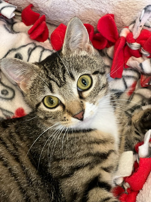 Aqua, a cat for adoption from Pet Haven Inc. of MN