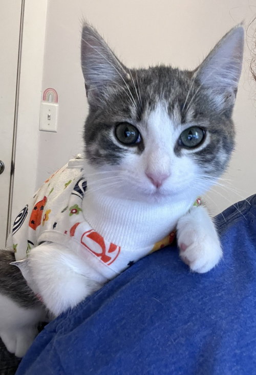 Cabana, a cat for adoption from Pet Haven Inc. of MN