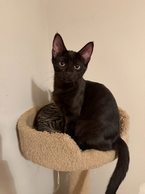 Chocolate Mousse (FeLV+), a cat for adoption from Pet Haven Inc. of MN