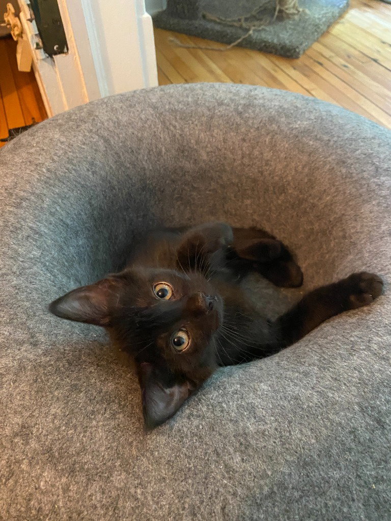 Chocolate Mousse (FeLV+), photo 2