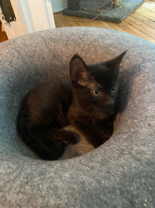 Photo 3 of Chocolate Mousse (FeLV+)