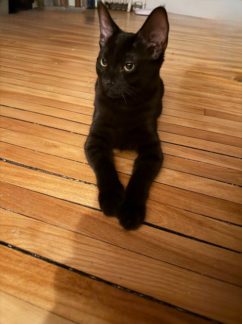 Photo 4 of Chocolate Mousse (FeLV+)