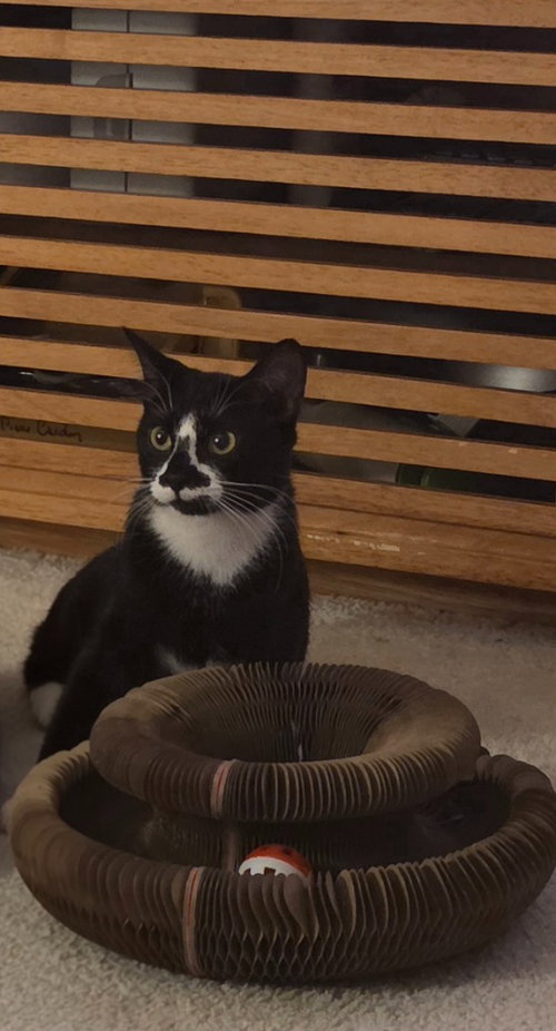 Dahlia - Pending Adoption, a cat for adoption from Pet Haven Inc. of MN