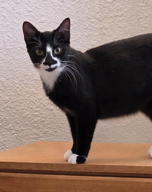 Photo 2 of Dahlia - Pending Adoption
