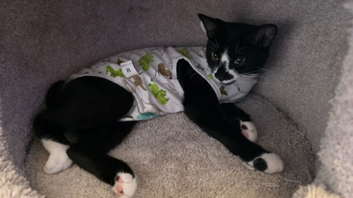Photo 3 of Dahlia - Pending Adoption