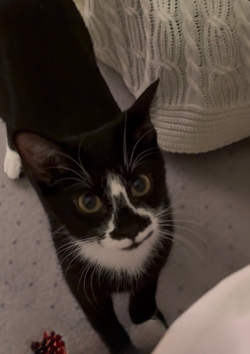 Photo 4 of Dahlia - Pending Adoption