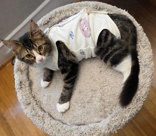 Daphne, a cat for adoption from Pet Haven Inc. of MN
