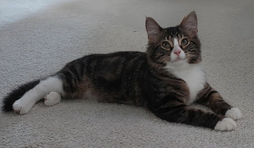 Photo 2 of Daphne
