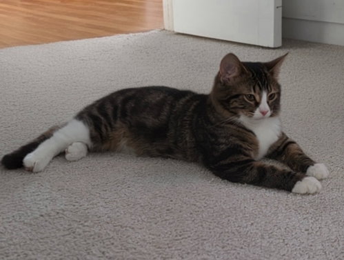 Photo 4 of Daphne