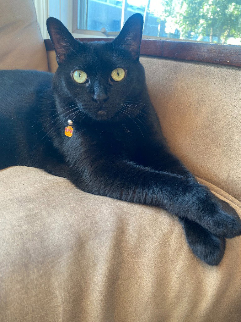 Echo