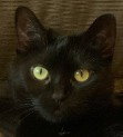 Photo 4 of Echo