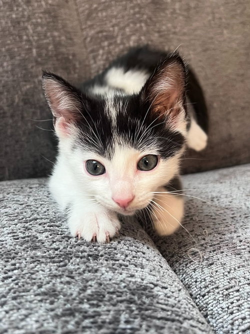 Floatie, a cat for adoption from Pet Haven Inc. of MN