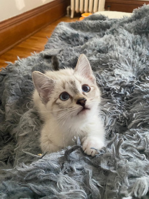 Francis (FeLV+), a cat for adoption from Pet Haven Inc. of MN