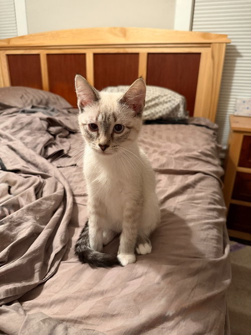 Photo 2 of Francis (FeLV+)