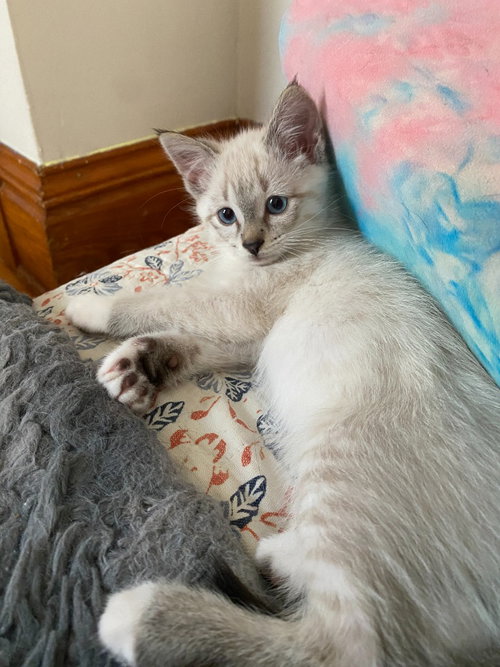 Photo 3 of Francis (FeLV+)