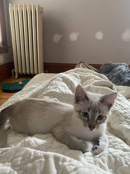 Photo 4 of Francis (FeLV+)