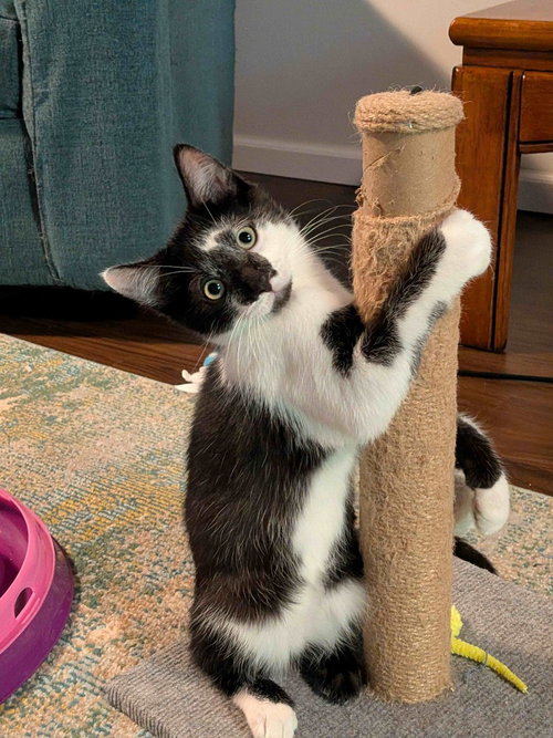 Havoc, a cat for adoption from Pet Haven Inc. of MN