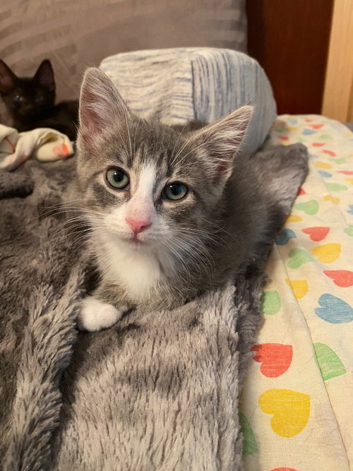 Hillary Flammond (FeLV+), a cat for adoption from Pet Haven Inc. of MN