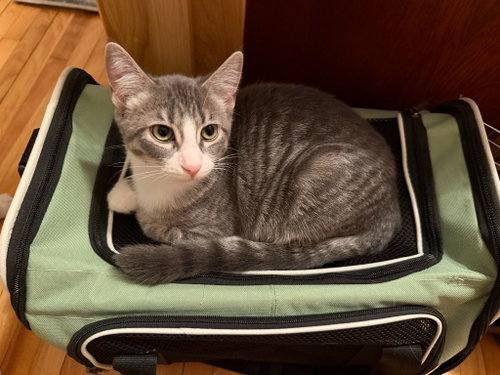 Photo 2 of Hillary Flammond (FeLV+)