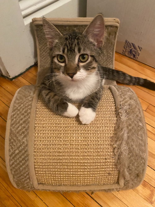 Nick Rivers (FeLV+), a cat for adoption from Pet Haven Inc. of MN