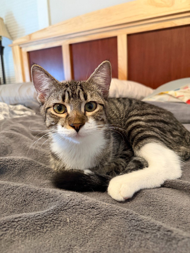 Nick Rivers (FeLV+)