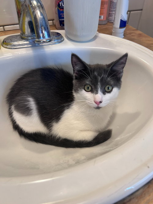 Oasis, a cat for adoption from Pet Haven Inc. of MN