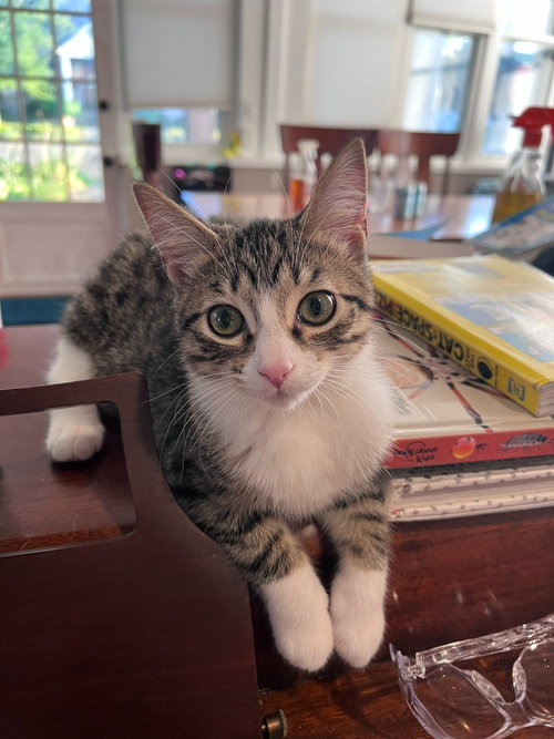Splash, a cat for adoption from Pet Haven Inc. of MN