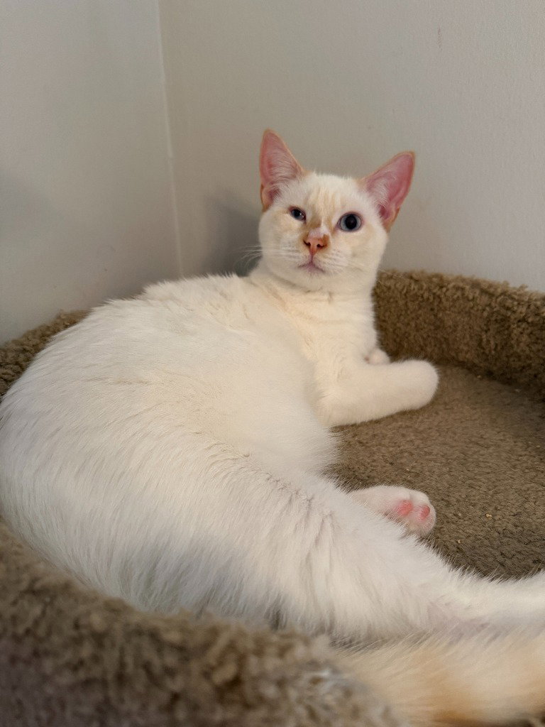 Sven Jorgensen (FeLV+)