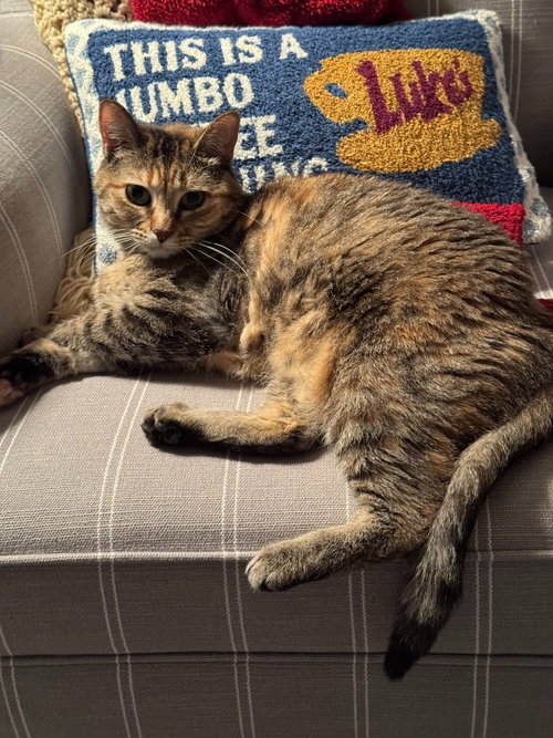 Bear Reese, a cat for adoption from Pet Haven Inc. of MN