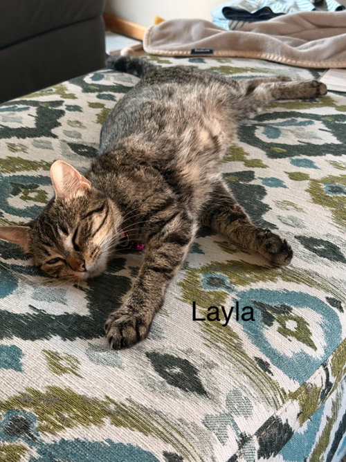 Layla, a cat for adoption from Pet Haven Inc. of MN