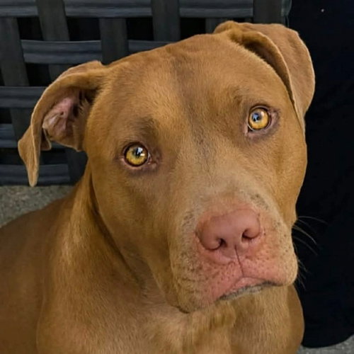 Tracey, a dog for adoption from Pet Haven Inc. of MN
