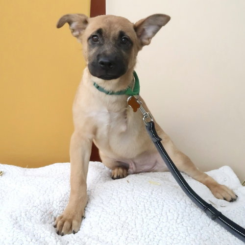 Frogger, a dog for adoption from Pet Haven Inc. of MN