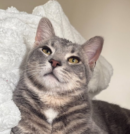 Salsa, a cat for adoption from Pet Haven Inc. of MN