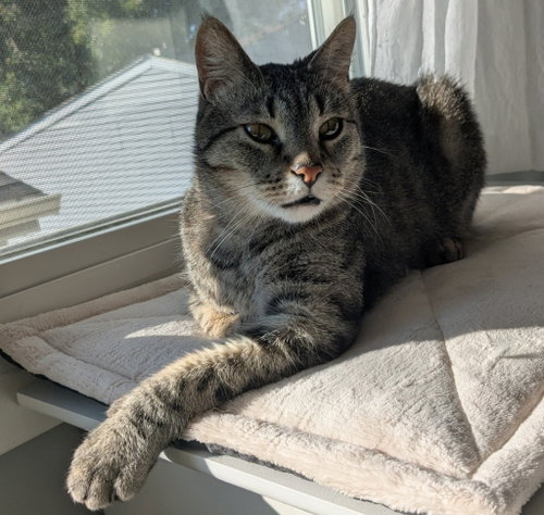 Dobby, a cat for adoption from Pet Haven Inc. of MN